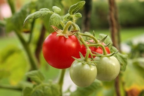 Winter tomater idealisk för sallader, men dåligt hålls. Det är bättre att omedelbart överlämna dem till bordet - smak och lukt bra!