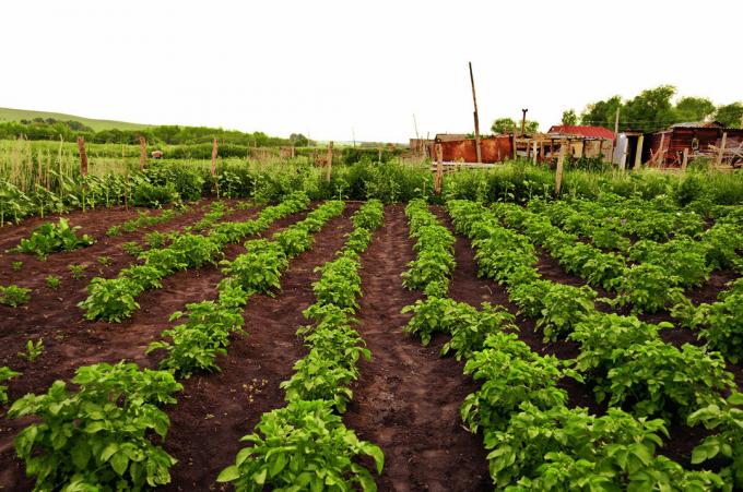 Potatis plantage - en typisk egenskap hos den ryska bakgård! Foto för artikeln är hämtade från Internet