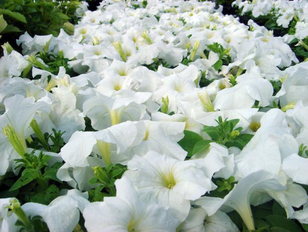 Petunia sorter Ramblin White (foto - Internet)