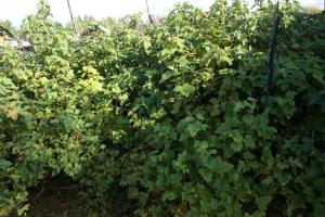 Föryngring svarta vinbär höst: vad man ska göra för en riklig skörd
