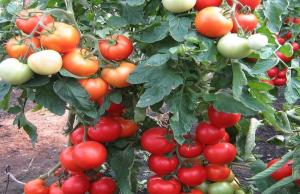 Gödningsmedel för tomater som ökar upp till 10 gånger bildandet av äggstockarna.