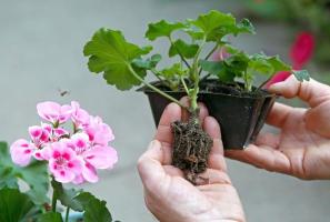 Hur man transplantera Geranium hem under den kalla årstiden. process funktioner