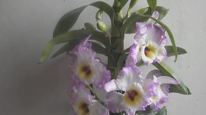 5 faktorer som påverkar blommande Dendrobium