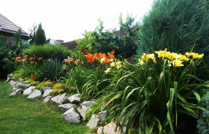 Vacker blomma säng längs staketet: daylilies i harmoni med större grannar
