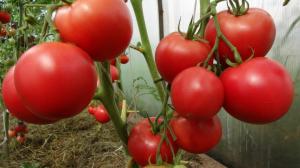 Artificiell pollinering av tomater kan öka utbytet med 2 gånger