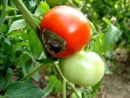 Hur kan man hantera den apikala röta på tomater, och varför det visas.