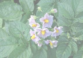 Gödsling potatis under blomningen. Recept av vitryska-farbror