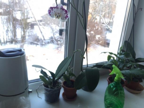 På denna fönster samlade jag växter, den mest krävande av fukt: Orchid och Spathiphyllum. Jag valde dem för köket, eftersom det här rummet är oftast den högsta temperatur och luftfuktighet