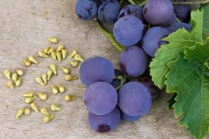 Kan jag äta druvor med frön och hur de påverkar kroppen
