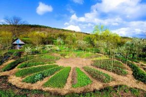 Hur att plantera, växa tillsammans: permaculture