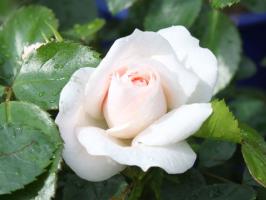 5 saker förstöra en ros i trädgården