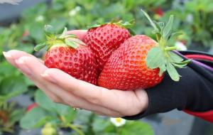 Obligatorisk gödsling av jordgubbar i oktober för den utmärkta skörd nästa år
