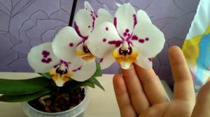 Är det möjligt att hålla i huset orkidé