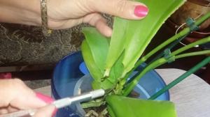 5 beprövade sätt att rädda orkidén