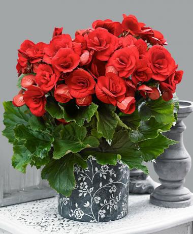 Scarlet begonia. Visa: http://tixonya.ru