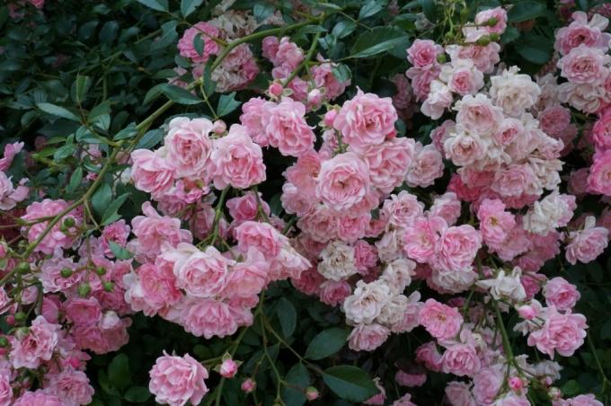 Ground rosor blommar på skott i olika åldrar 