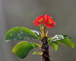 Euphorbia (spurge) - tips om vård