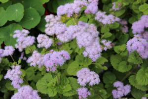 5 bästa blommor för trädgården med en behaglig doft