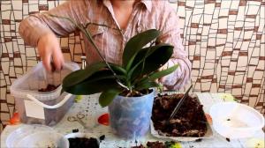 Lyckad transplantation phalaenopsis orkidé: 7 steg