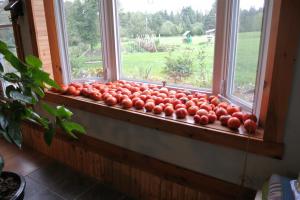 Häll-ka 4 rätt sätt att påskynda mognads tomater på fönster