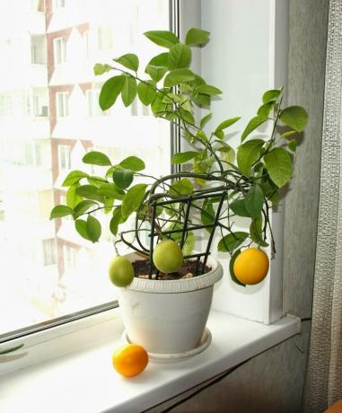 Citron kan odlas från frön. Visa: http://landshaftportal.ru/wp-content/uploads/2017/08/Limon-65.jpg