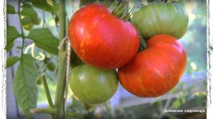 6 av de bästa sorterna av tomater för växthus och friland