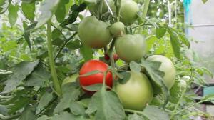 Vård av tomater i augusti, med kännedom om saken. Frukt den maximala