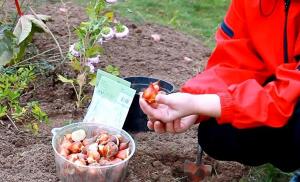 Hur man undviker misstag i höst plantering tulpaner.
