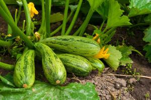 Augusti - matningstiden zucchini i trädgården för en stor och välsmakande skörd
