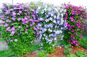 Augusti - tiden för att befrukta clematis för en lång och frodig blomning