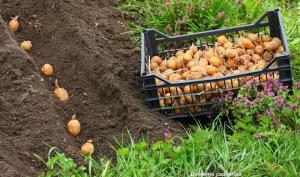 Truckers för plantering potatis på sajten?