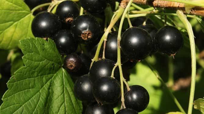 Bär svarta vinbär. Foto från Internet