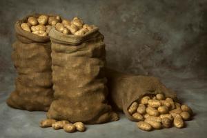 Potatis kommer att vara helt lagras på vintern. ⚡ fyra super-versionen