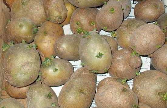 Potatis efter grönare knappast utsatta för våren och snabbt låta hålet