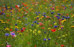 Vad du behöver veta om den moriska gräsmattan till varje säsong för att njuta av blommande prakt