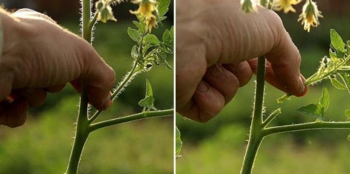 Att lära sig att nypa tomat | Source Bild econet.ru