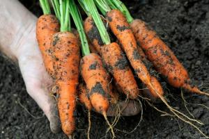 Vad kan planteras grönsaker på vintern