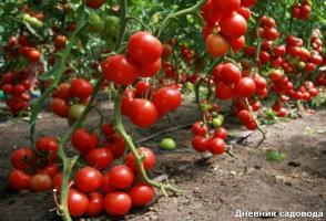När och hur du tar bort bladen från tomat