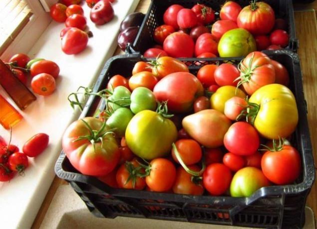 Ripen tomater (fermilon.ru)