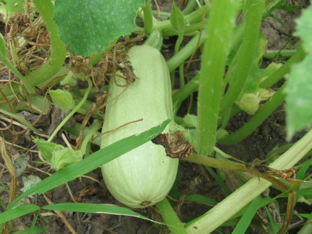 En annan växande zucchini i min trädgård av
