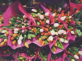 Vi odlar tulpaner att fira 8 mars