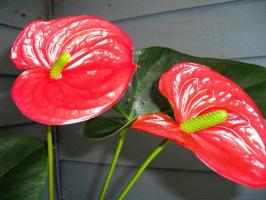 Hur man gör anthurium (Män lycka) vacker blomma