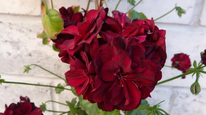 Detta är min favorit typ av pelargoner med vinröd färg och dubbla blommor. Summer 2018