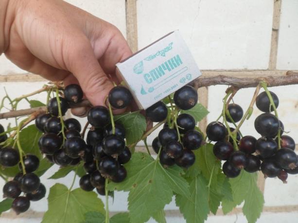 Stora svarta vinbär (Foto från internet)