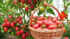Återställa marken efter skörd tomater