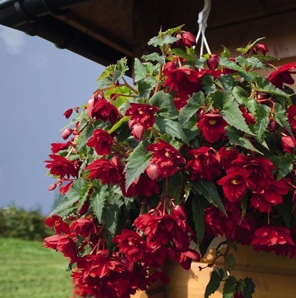 Maroon begonia i en hängande planter