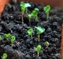 7 Medel för att bekämpa mögel på substratet med groddplantorna