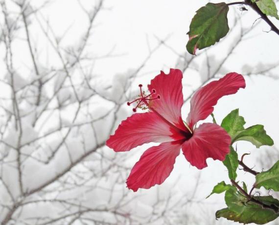 Hibiscus blomma på vintern, när de är i värme, men sedan sommaren inte kan kasta knoppar. Illustrationer till en artikel tas från Internet