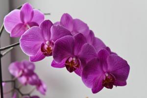 Gula blad av en orkidé? Hmm. 💫 varför och vilka åtgärder måste vidtas för växtskydd