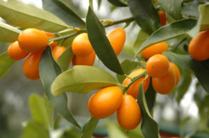 Kumquat: användbara egenskaper och kontraindikationer